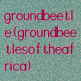 groundbeetle(groundbeetlesoftheafrica)